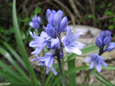 Spring Bluebells - flora, bluebells, petals, blooms, flowers, spring