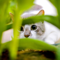 Spy kitty