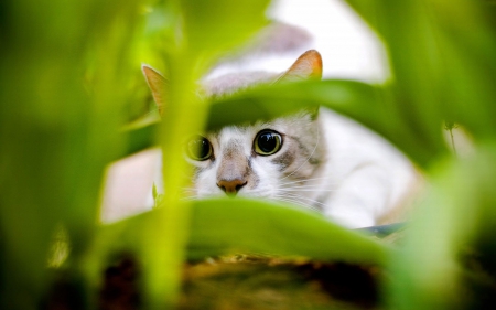 Spy kitty - cat, animals, kitty, leaves, cute