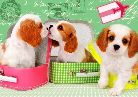 Cute puppies - beautiful, puppies, lovely, sweet, playing, dogs, friends, adorable, box