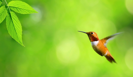 Humming Bird - nature, pretty, bird, green