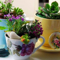 Cups with  flowers