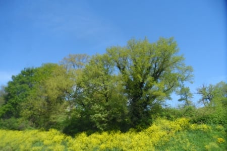 trees - field, green tree, sky, Italy