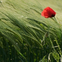 Alone poppy