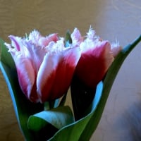 Beautiful Tulips