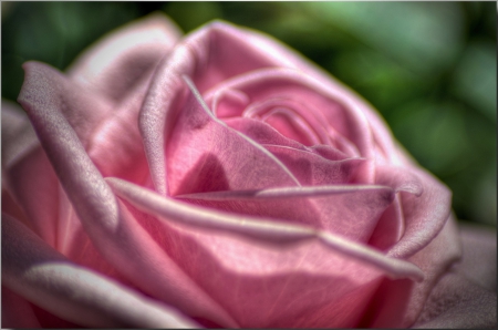 For you... - flowers, rose, roses, pink