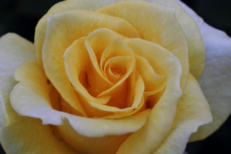 True Friendship - true, friendship, yellow, rose