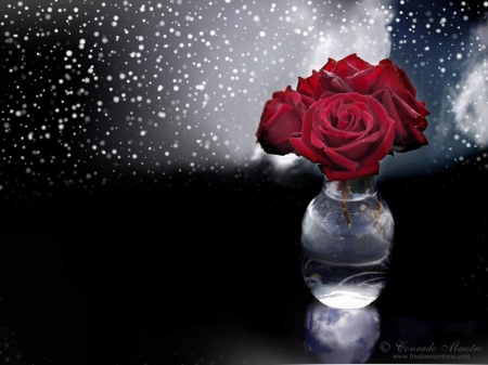 Red rose - drop, rose, flower, vase