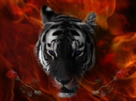 flame tiger - flame, tiger, animals, other