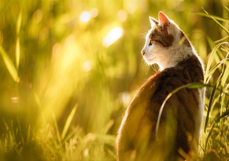 Cat - sleepy, cute, beautiful, cat, sleeping, kitty, cats, hat, cat face, paws, face, animals, pretty, beauty, sweet, kitten, lovely