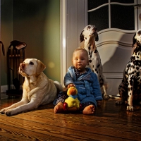 Boy and dogs