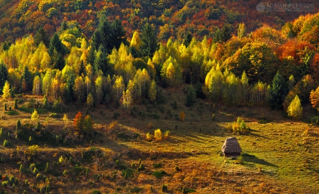 Autumn Colors - nature, autumn, forest, trees