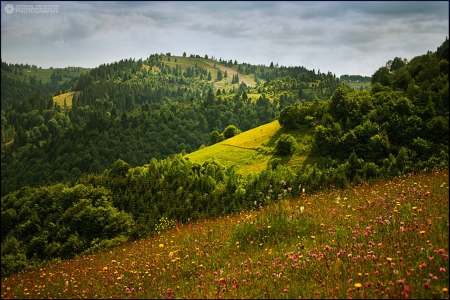 Colorful Steps - greenery, nature, fields, mountain