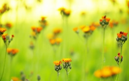 flower distance - nature, flores, flowers, beautiful