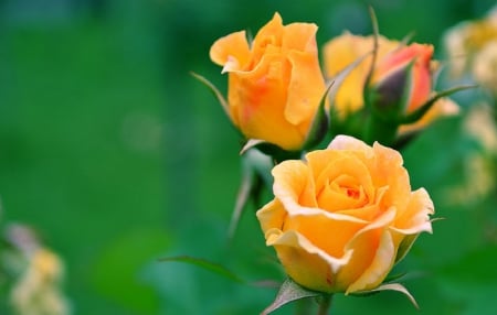 pretty yellow - rose, flower, nature, beautiful