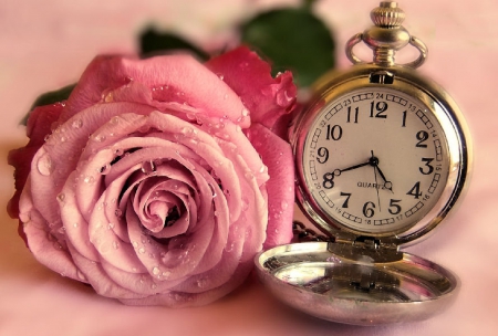 time is running out - flower, pink, time, beautiful