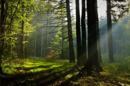 Misty Forest - nature, rays, trees, misty