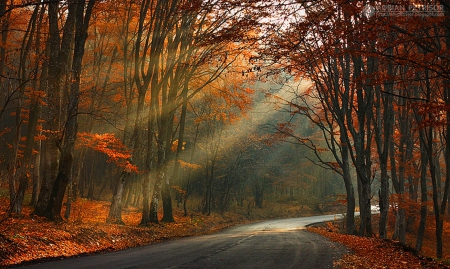 Autumn Colors - trees, nature, colors, autumn