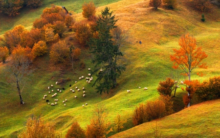 Autumn - fields, trees, nature, autumn