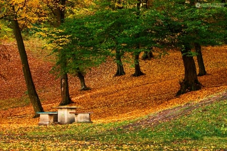 Still Green - nature, green, autumn, trees