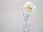 White Rose