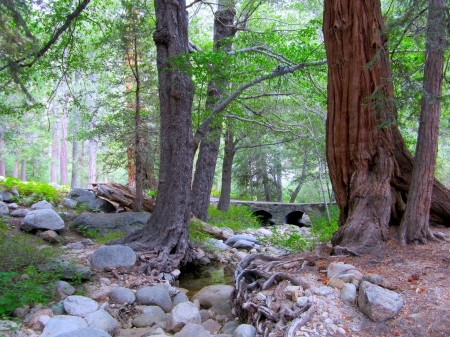 Small Creek running through the woods. - tranquil, nice, secret, relaxing