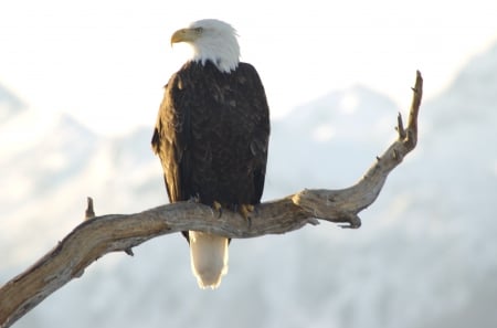 Bald Eagle in Alaska - raptor, nature, wildlife, majestic