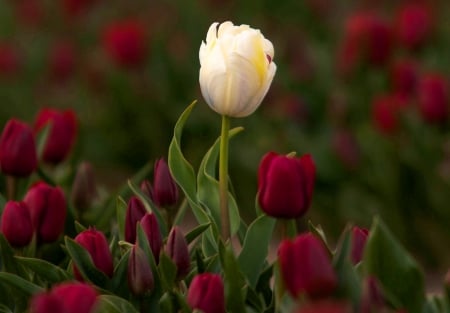 Tulips - image, color, wallpper, new