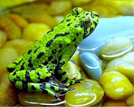 BEAUTIFUL FROG - beautiful, frog, animal, green