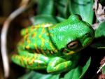 GREEN AND YELLOW FROG