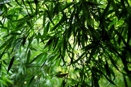 GREEN LEAVES - leaves, nature, pretty, green