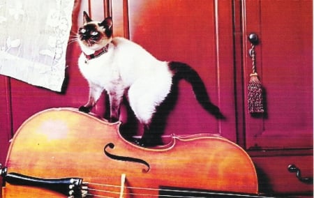 A siamese cat climbing on a cello - cute, paws, cello, siamese, cat