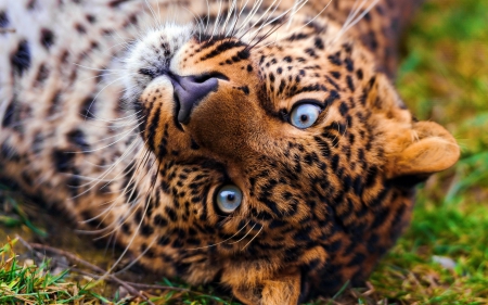 leopar