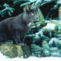 A black cat in the snow