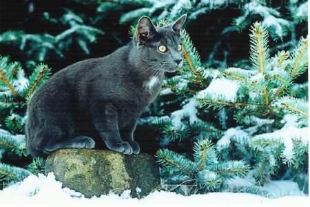 A black cat in the snow - black, trees, cute, snow, paws, cat