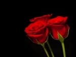 THREE RED ROSES