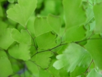 LITTLE GREEN LEAVES