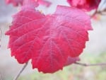 RED GRAPE LEAF