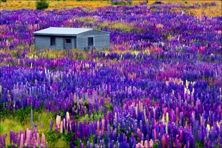 Lupine time - pretty, cabin, grass, meadow, flowering, flowers, fresh, view, field, lake, nice, cottage, lupine, house, beautiful, lovely, freshness, colorful, wooden, nature, time, Tekapo