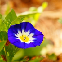 PURPLE FLOWER