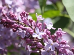 LOVELY LILACS