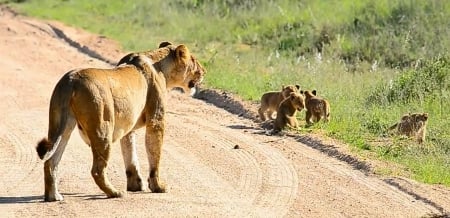 Mother Lion with her Cubs - Cubs, Lion, love, Mother, cat