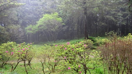 Forest - Forest, flower, nature, lush green