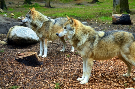 My visit at the Wolfpark - wolf, wildlife, grey wolves, predator