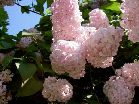 PINK LILACS - pale, pink, pretty, lilacs