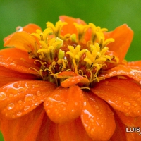 RAIN ON FLOWER