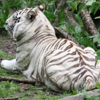 BENGAL TIGER