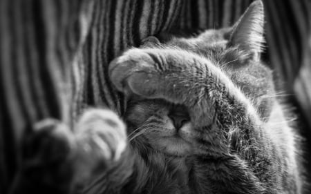 Tired cat - tired, animal, funny, cute, cat, black and white, slepp, paw