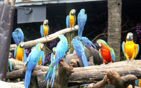 parrots - fun, parrots, birds, animals