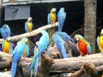 parrots